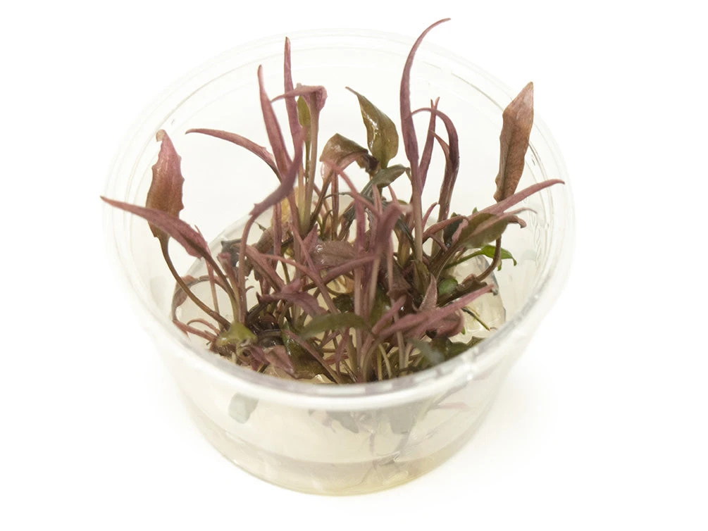 Cryptocoryne Sp. "Flamingo" Tissue Culture - Image 7