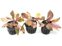 Cryptocoryne Sp. "Flamingo"