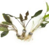 Cryptocoryne Wendtii Multi-Color Combo Pack