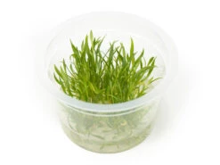 Cryptocoryne Parva Tissue Culture