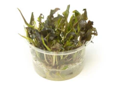 Cryptocoryne Mi Oya Tissue Culture Cup