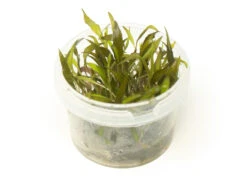 Red Cryptocoryne Wendtii Tissue Culture