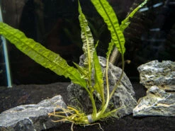 Cryptocoryne Balansae (Cryptocoryne Crispatula "Balansae"), Bare Root