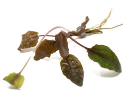 Bronze Cryptocoryne Wendtii, Bare Root