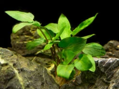 Green Cryptocoryne Wendtii, Bare Root