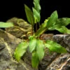 Red Cryptocoryne Wendtii Bare Root