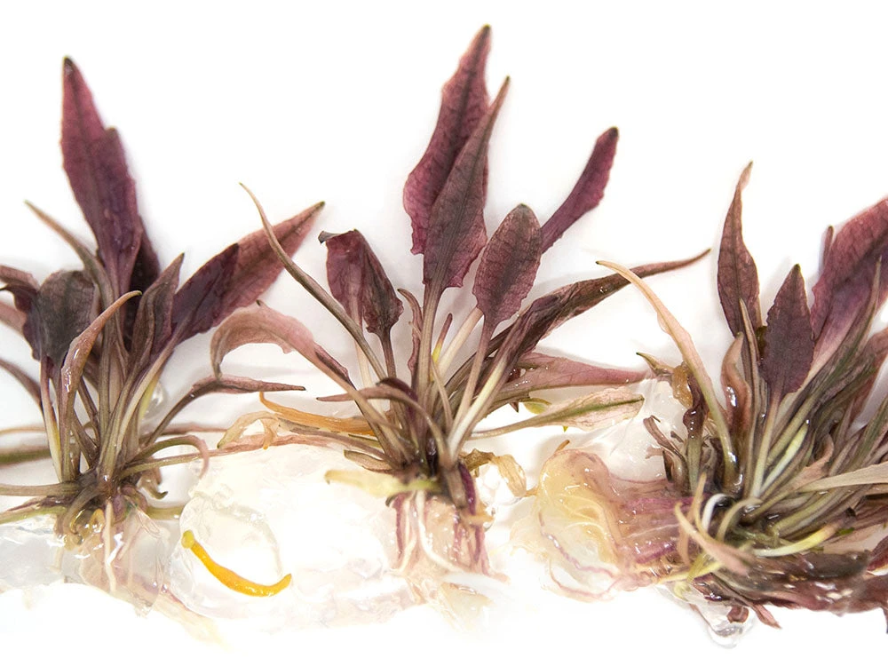 Cryptocoryne Sp. "Flamingo" Tissue Culture - Image 2