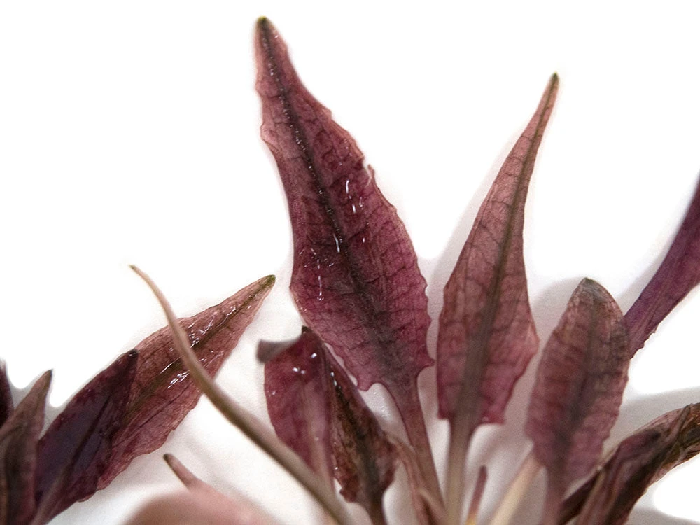 Cryptocoryne Sp. "Flamingo" Tissue Culture - Image 4