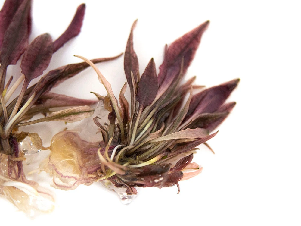 Cryptocoryne Sp. "Flamingo" Tissue Culture - Image 8