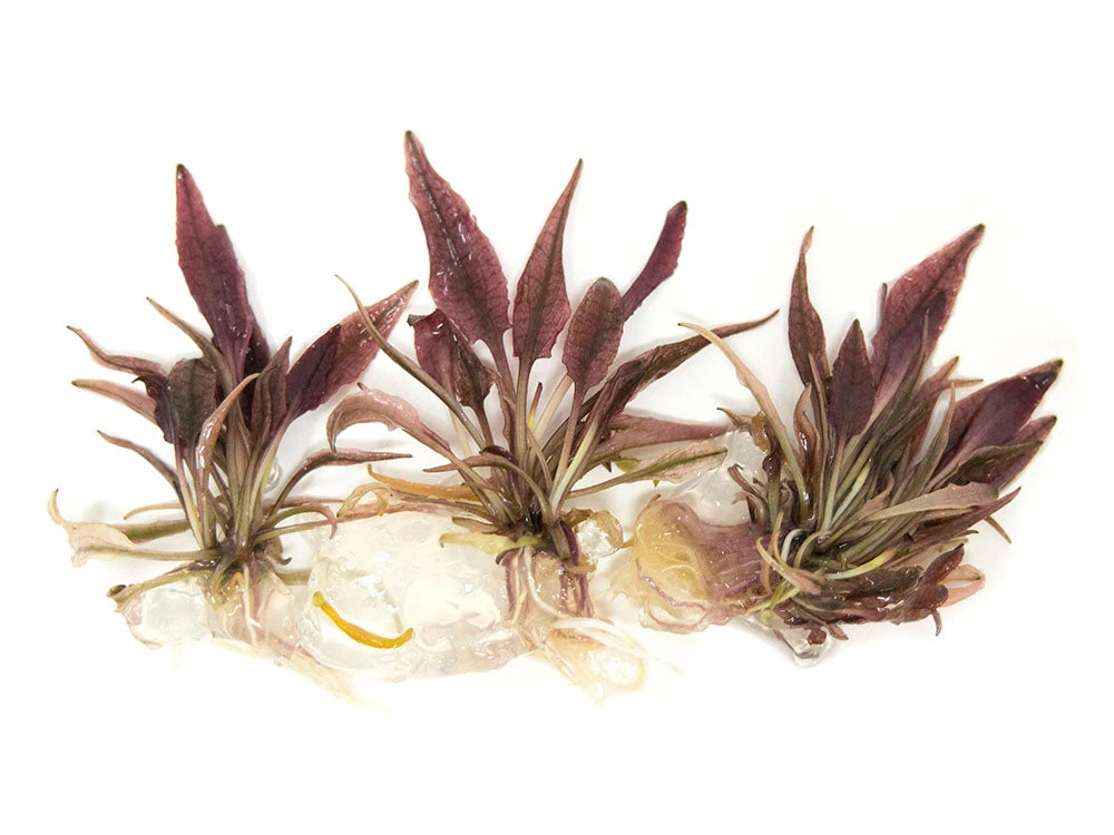 Cryptocoryne Sp. "Flamingo" Tissue Culture - Image 6