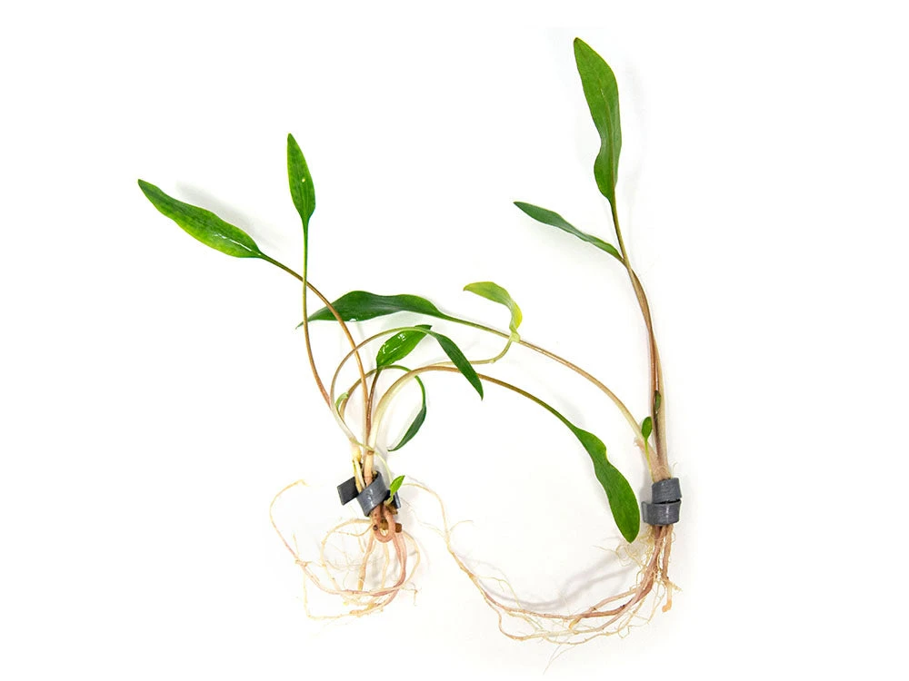 Cryptocoryne Lutea, Bare Root - Image 8