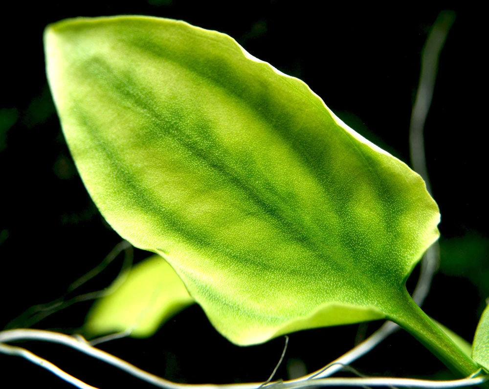 Cryptocoryne Pontederiifolia - Image 3