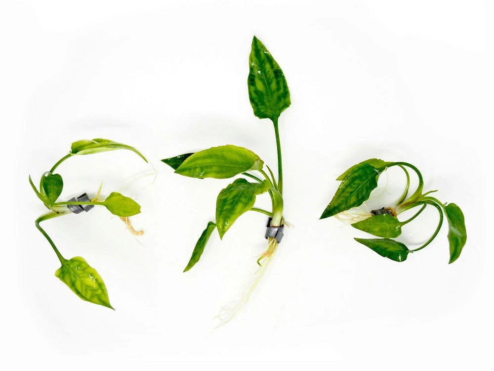 Cryptocoryne Pontederiifolia - Image 5