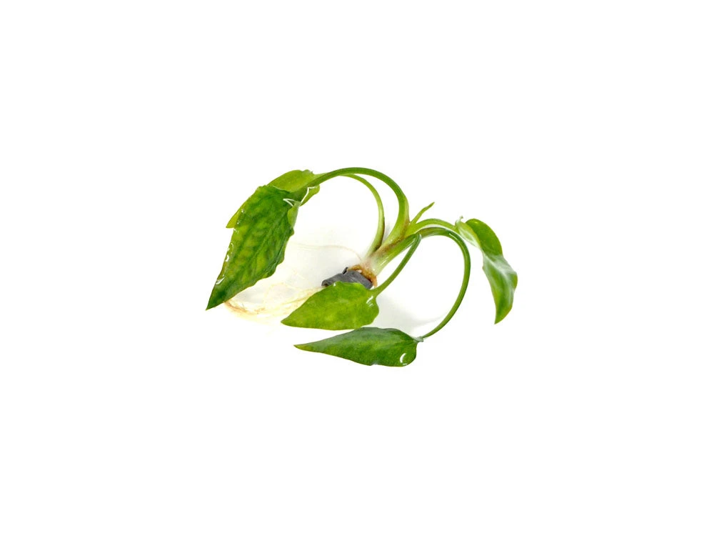 Cryptocoryne Pontederiifolia - Image 6