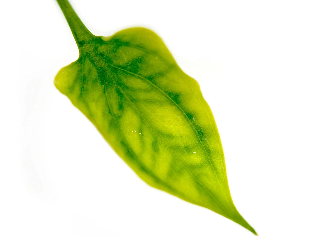 Cryptocoryne Pontederiifolia - Image 7