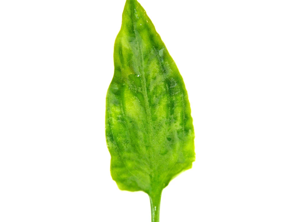 Cryptocoryne Pontederiifolia - Image 8