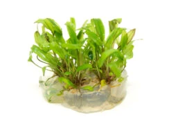 Green Cryptocoryne Wendtii Tissue Culture