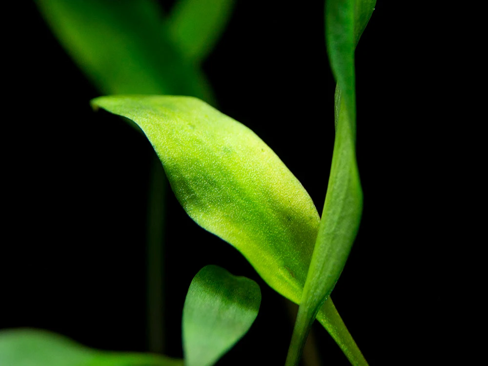 Cryptocoryne Lutea, Bare Root - Image 2