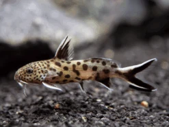 Cuckoo Catfish (Synodontis Multipunctata), Tank-Bred