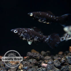 Dalmatian Molly (Poecilia Latipinna), Locally-Bred