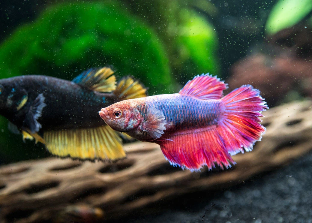 DELUXE Female Betta (Betta Splendens), Tank-Bred - Image 4