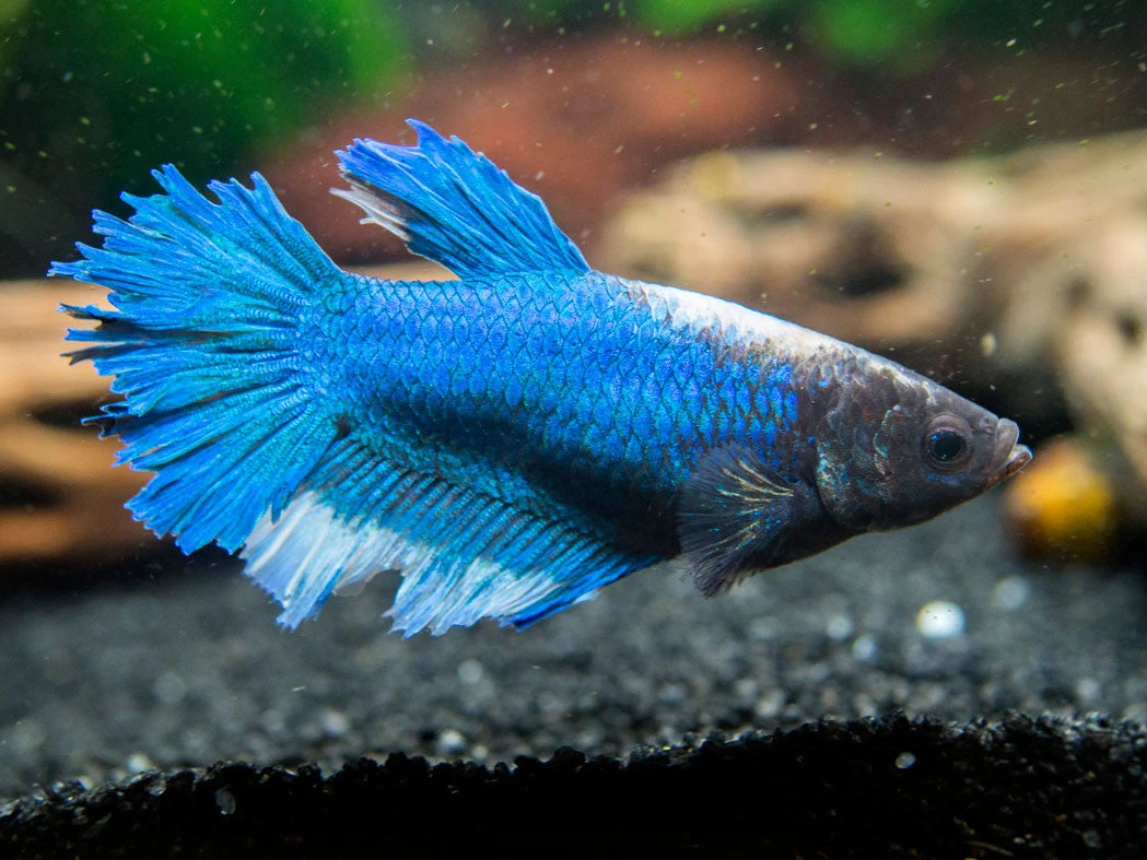 DELUXE Female Betta (Betta Splendens), Tank-Bred - Image 5