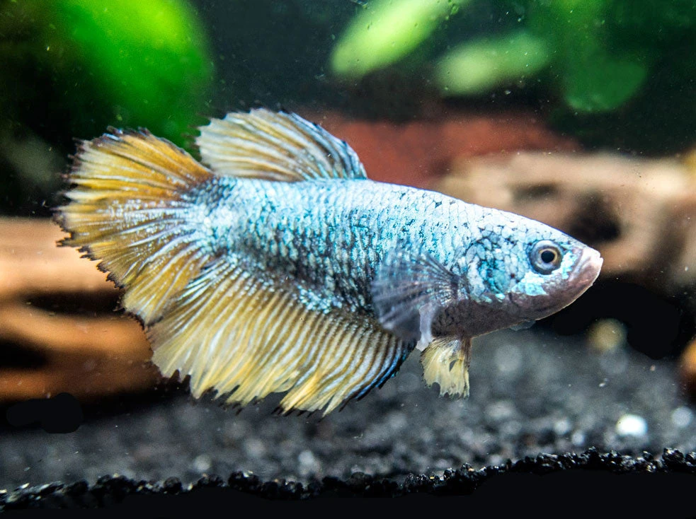 DELUXE Female Betta (Betta Splendens), Tank-Bred - Image 2