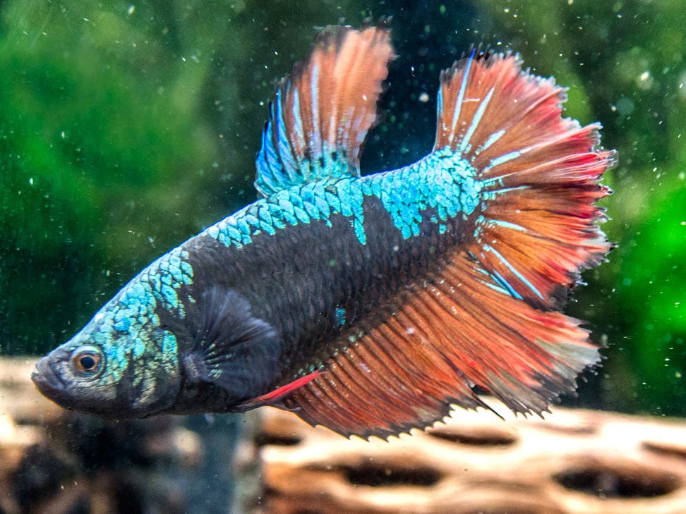 DELUXE Female Betta (Betta Splendens), Tank-Bred