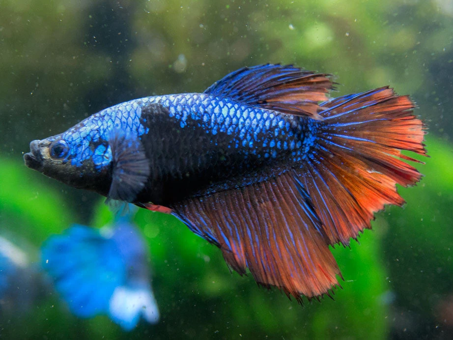 DELUXE Female Betta (Betta Splendens), Tank-Bred - Image 6