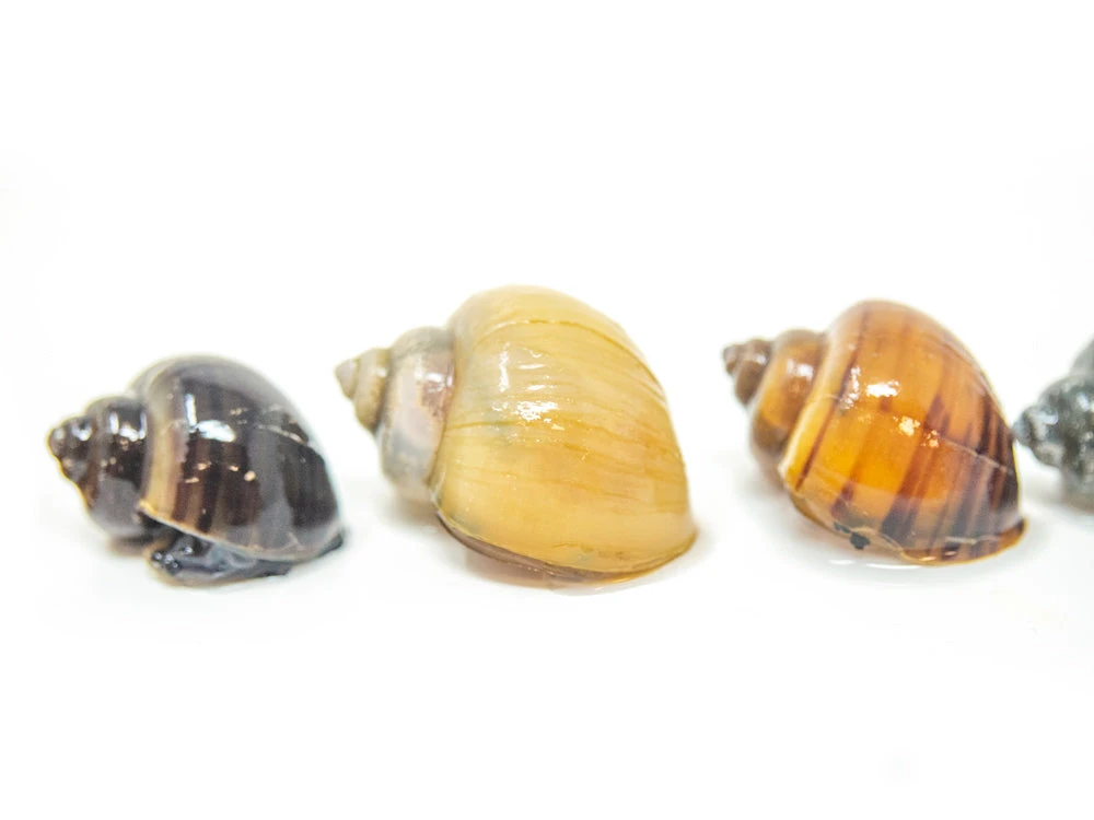 DELUXE Multi-Color Mystery Snail COMBO PACK (Pomacea Bridgesii) - Tank-Bred! - Image 18