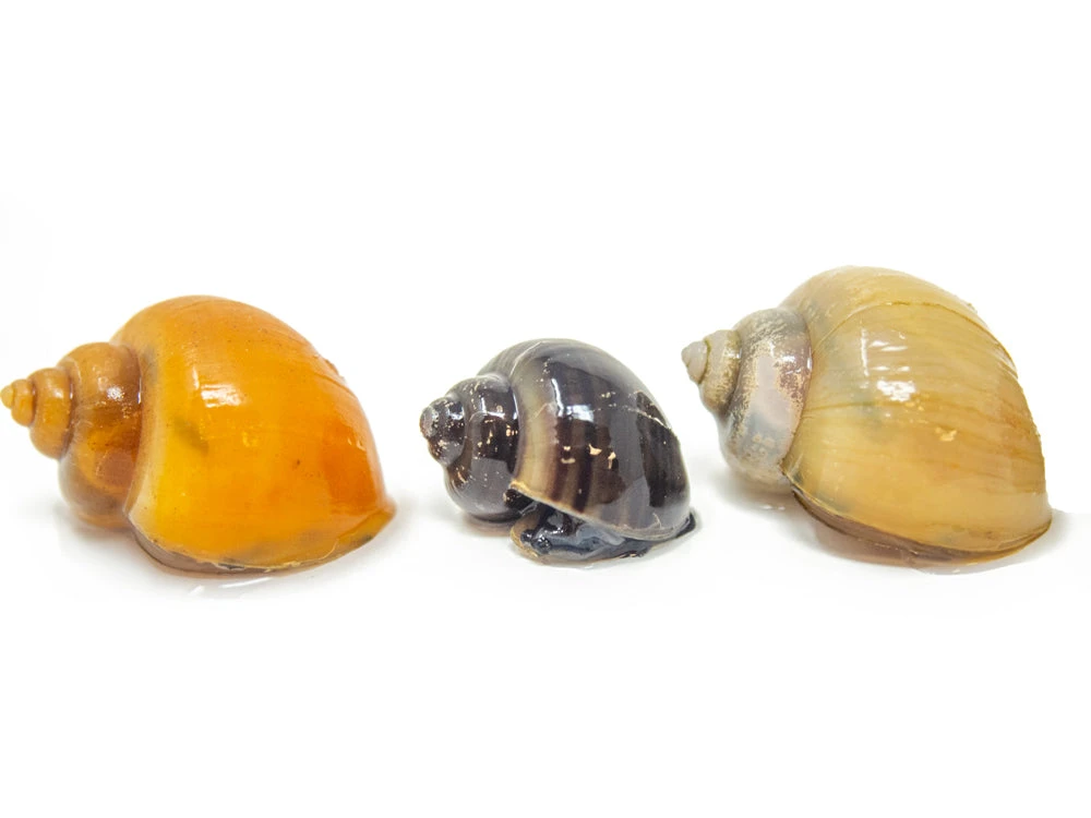DELUXE Multi-Color Mystery Snail COMBO PACK (Pomacea Bridgesii) - Tank-Bred! - Image 14