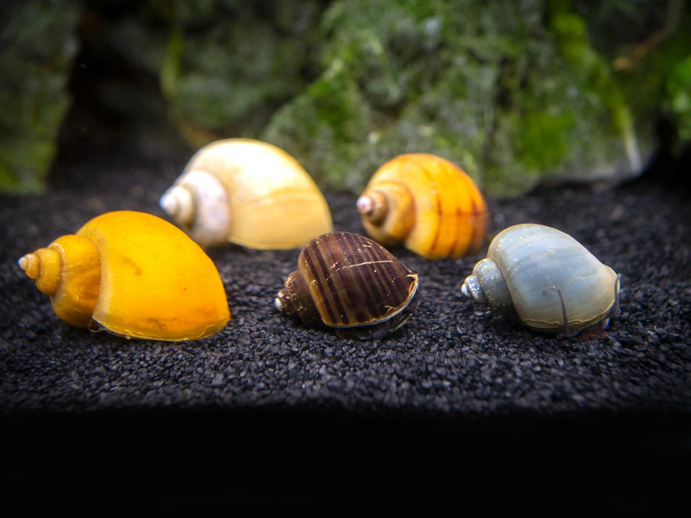 DELUXE Multi-Color Mystery Snail COMBO PACK (Pomacea Bridgesii) - Tank-Bred! - Image 3
