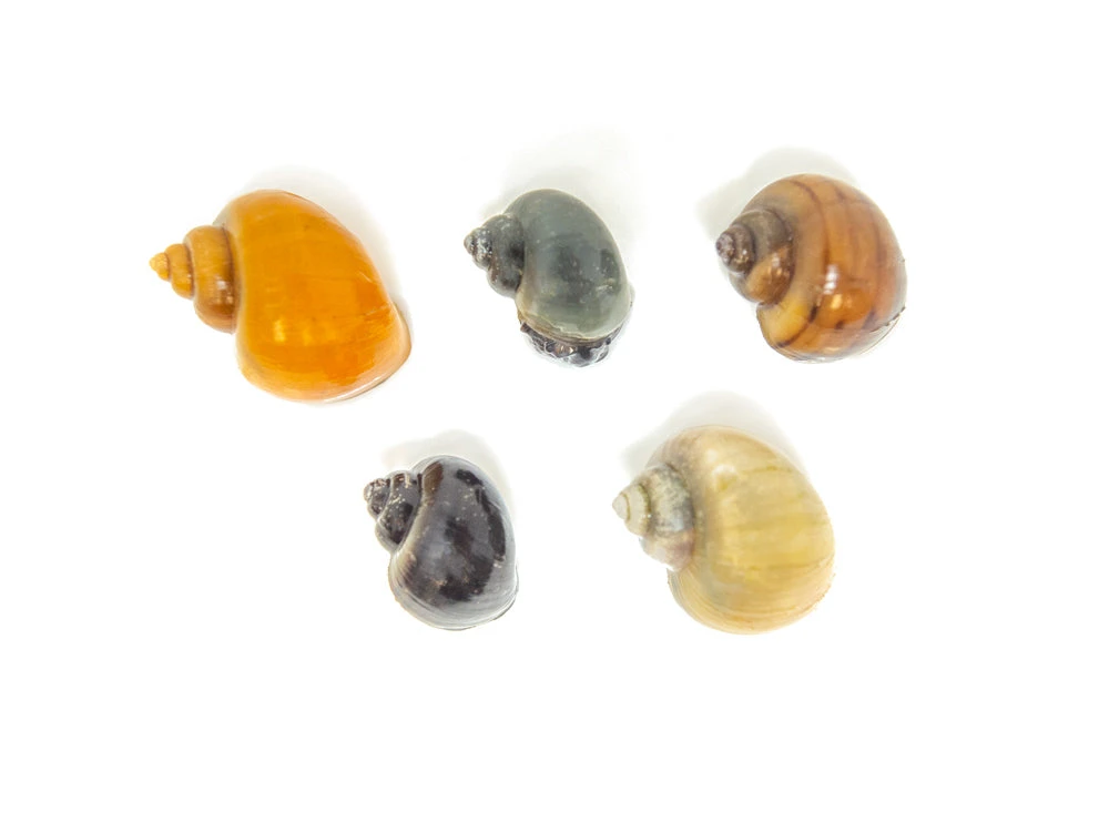 DELUXE Multi-Color Mystery Snail COMBO PACK (Pomacea Bridgesii) - Tank-Bred! - Image 4