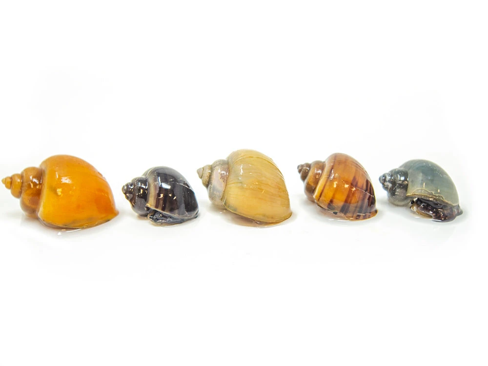 DELUXE Multi-Color Mystery Snail COMBO PACK (Pomacea Bridgesii) - Tank-Bred! - Image 2
