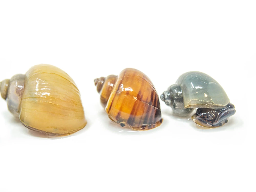 DELUXE Multi-Color Mystery Snail COMBO PACK (Pomacea Bridgesii) - Tank-Bred! - Image 6
