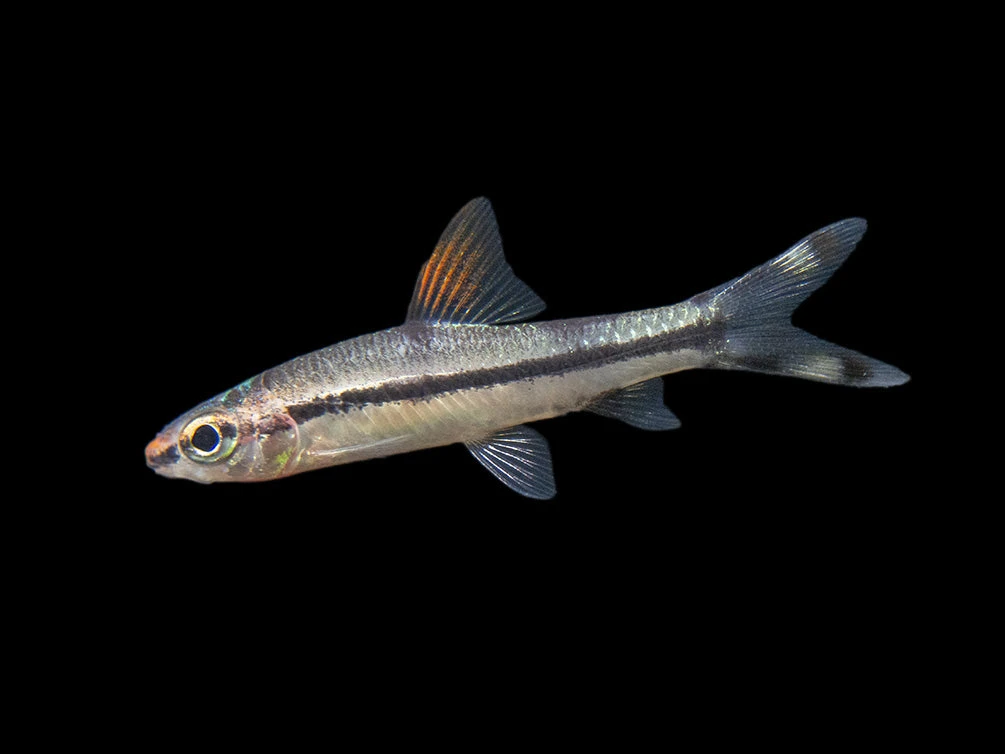 Denison’s Barb (Sahyadria Denisonii), Tank-Bred - Image 3