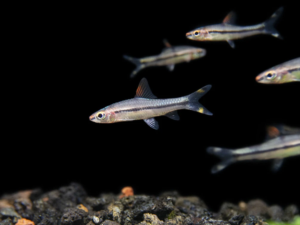 Denison’s Barb (Sahyadria Denisonii), Tank-Bred - Image 8