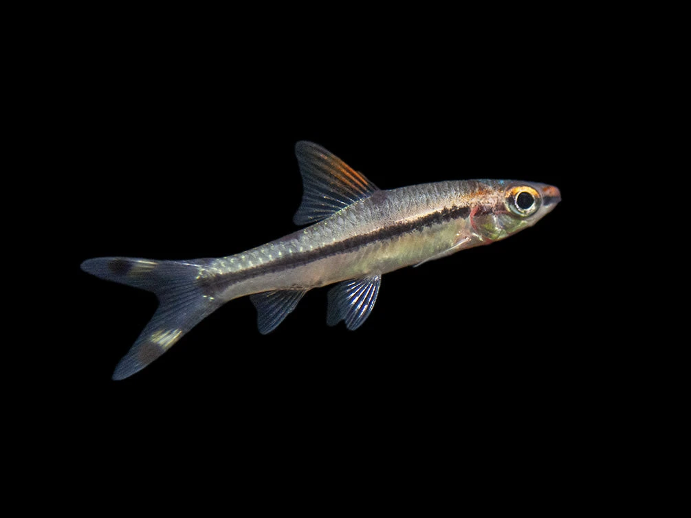 Denison’s Barb (Sahyadria Denisonii), Tank-Bred - Image 9
