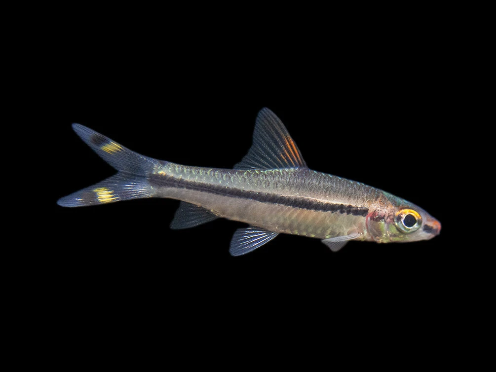 Denison’s Barb (Sahyadria Denisonii), Tank-Bred - Image 10
