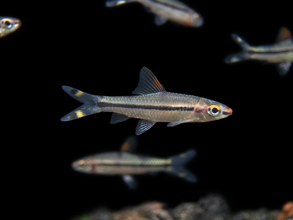 Denison’s Barb (Sahyadria Denisonii), Tank-Bred - Image 11