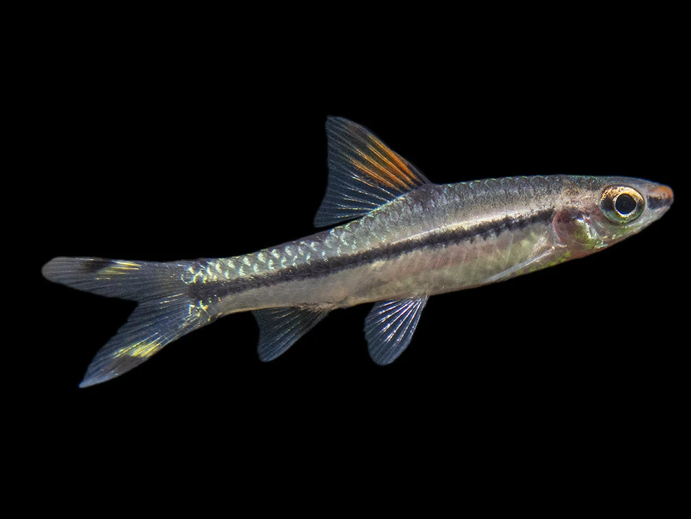 Denison’s Barb (Sahyadria Denisonii), Tank-Bred - Image 12