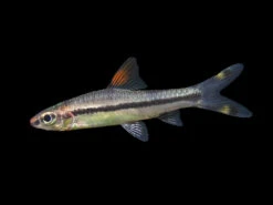 Denison’s Barb (Sahyadria Denisonii), Tank-Bred