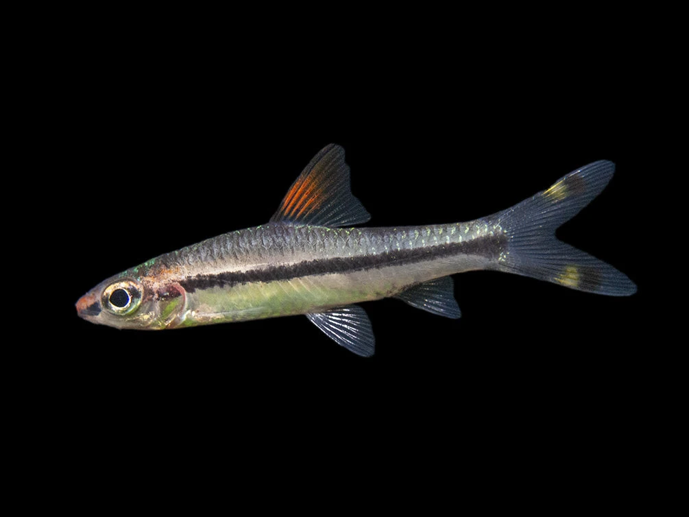 Denison’s Barb (Sahyadria Denisonii), Tank-Bred