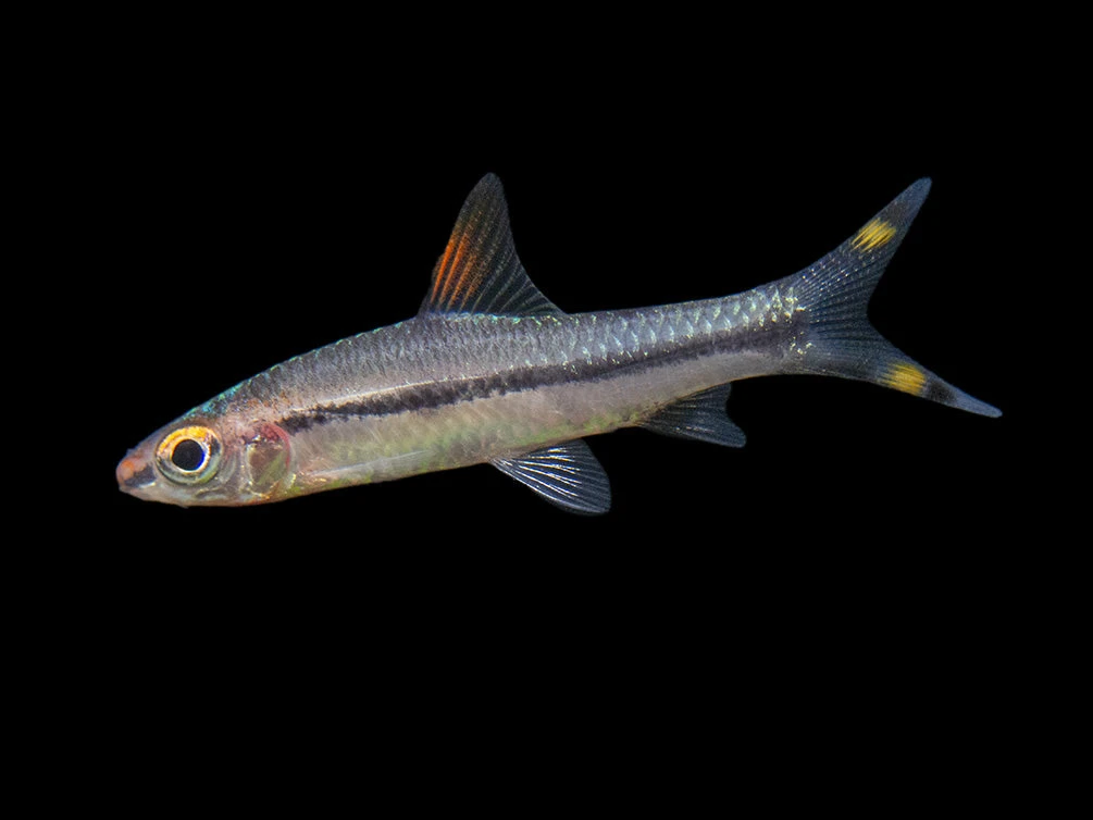 Denison’s Barb (Sahyadria Denisonii), Tank-Bred - Image 13