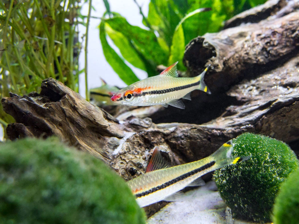 Denison’s Barb (Sahyadria Denisonii), Tank-Bred - Image 4