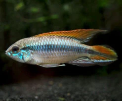 Double Red Agassizi's Dwarf Cichlid (Apistogramma Cf. Agassizii) - TANK-BRED!!!