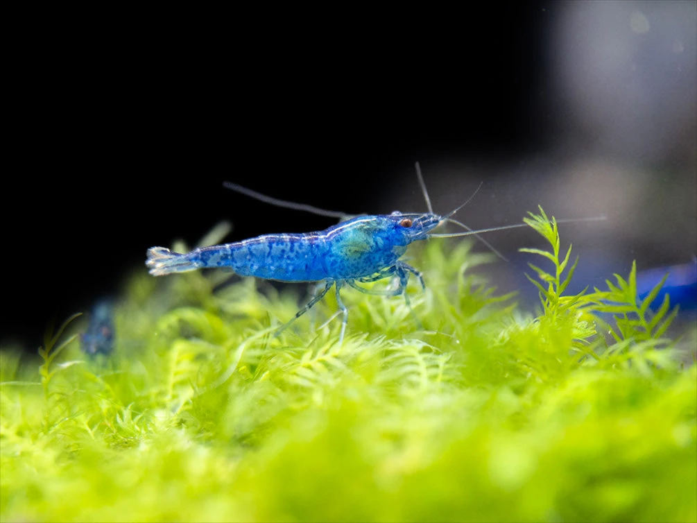 Dream Blue Velvet Shrimp Breeder Combo Box - Image 7