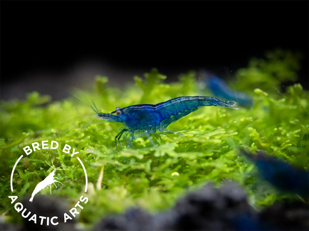 Dream Blue Velvet Shrimp (Neocaridina Davidi), BREDBY: Aquatic Arts - Image 7