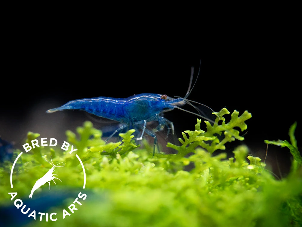 Dream Blue Velvet Shrimp (Neocaridina Davidi), BREDBY: Aquatic Arts - Image 5