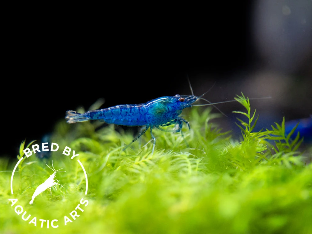 Dream Blue Velvet Shrimp (Neocaridina Davidi), BREDBY: Aquatic Arts - Image 9